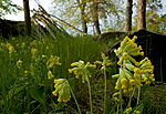 BB 05 0189 / Primula veris / Marianøkleblom